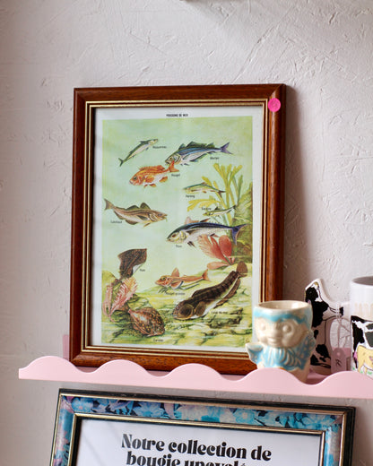 Cadre Poissons de mer